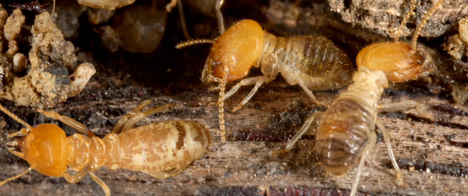 Termite Treatment & Control