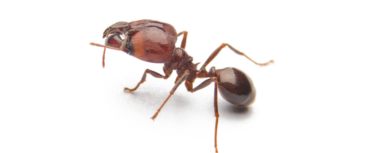 Ant Control Service Mountaineer Pest Control Get Ants Under Control