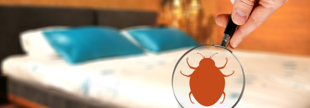 early signs of bed bugs