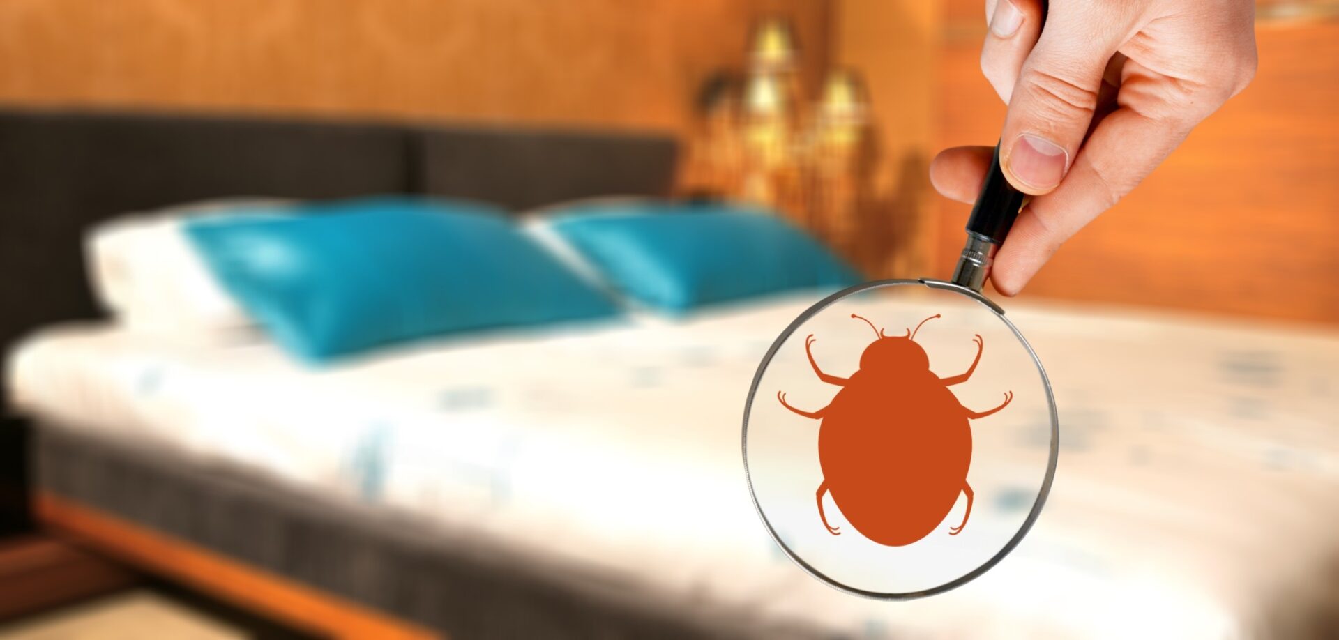 bed bug debris on mattress