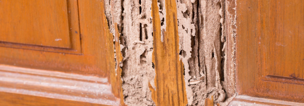 signs of termites