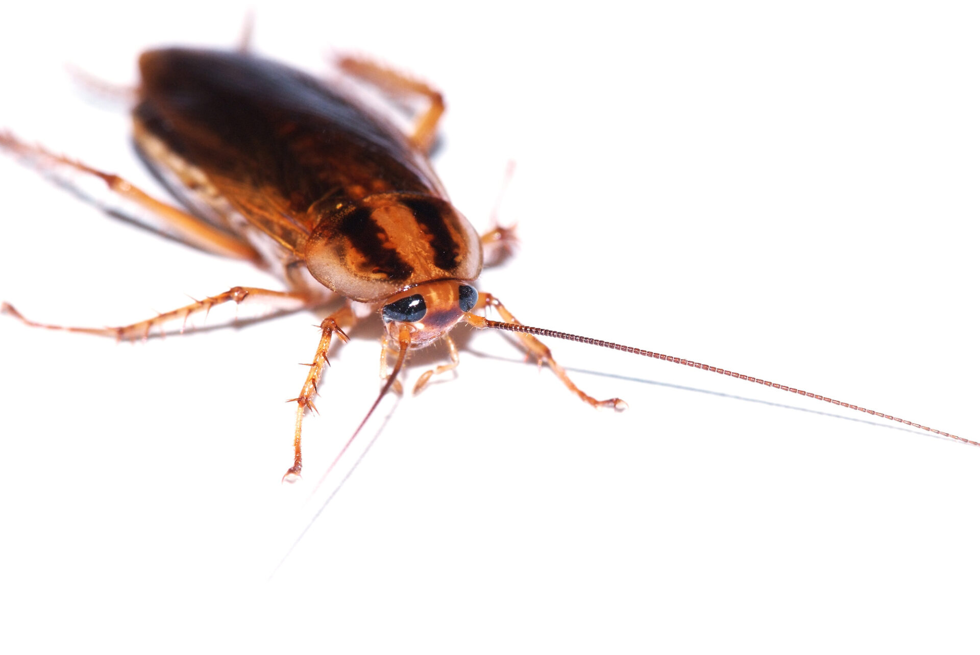 signs of cockroaches in house